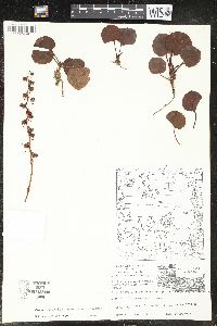 Pyrola asarifolia image