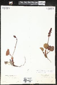 Pyrola asarifolia var. incarnata image