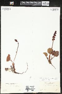 Pyrola asarifolia image