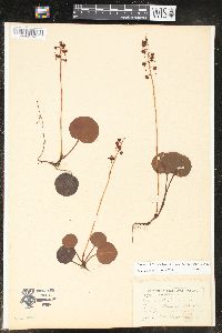 Pyrola asarifolia image