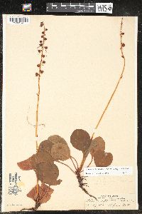 Pyrola asarifolia subsp. asarifolia image