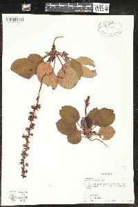 Pyrola bracteata image