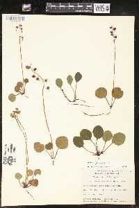 Pyrola chlorantha image