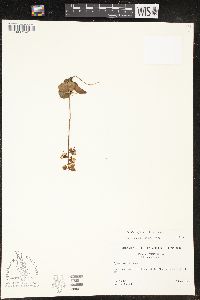 Pyrola chlorantha image