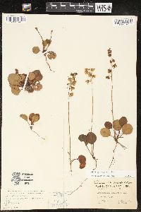 Pyrola chlorantha image