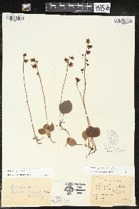 Pyrola chlorantha image