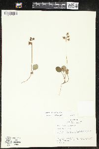 Pyrola chlorantha image