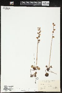 Pyrola chlorantha image