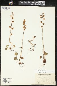 Pyrola chlorantha image