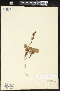 Pyrola chlorantha image