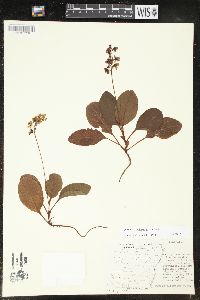 Pyrola elliptica image