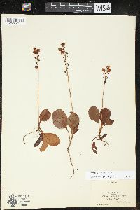 Pyrola elliptica image