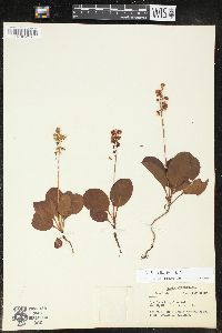 Pyrola elliptica image