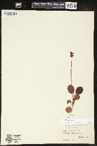 Pyrola minor image