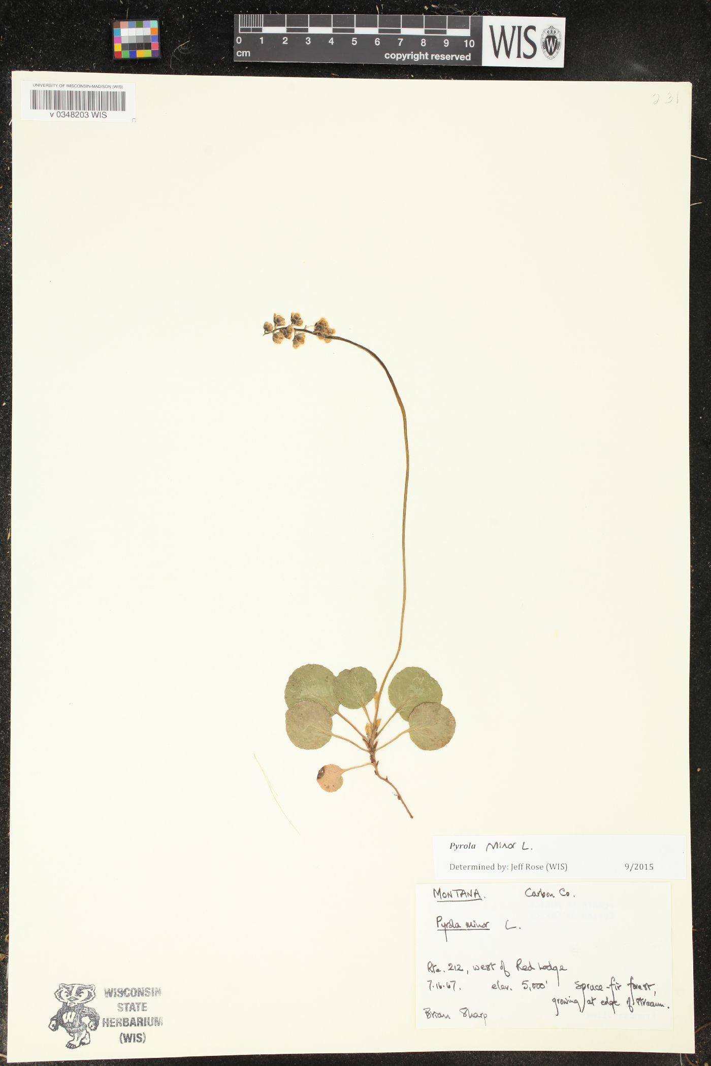 Pyrola minor image