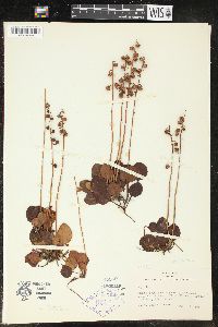 Pyrola chlorantha image