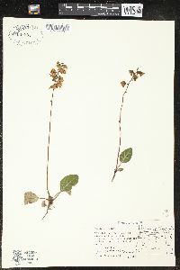 Pyrola picta image