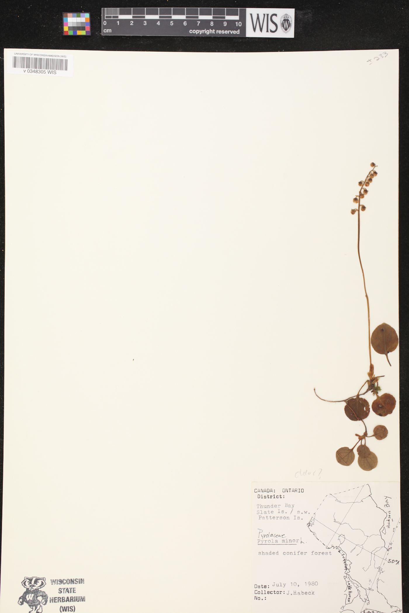 Pyrola minor image