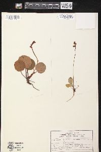 Pyrola chlorantha image