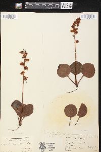 Pyrola americana image