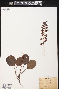 Pyrola americana image