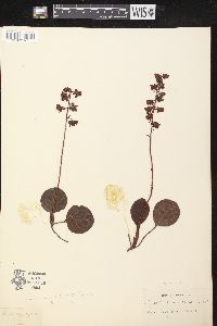 Pyrola rotundifolia image