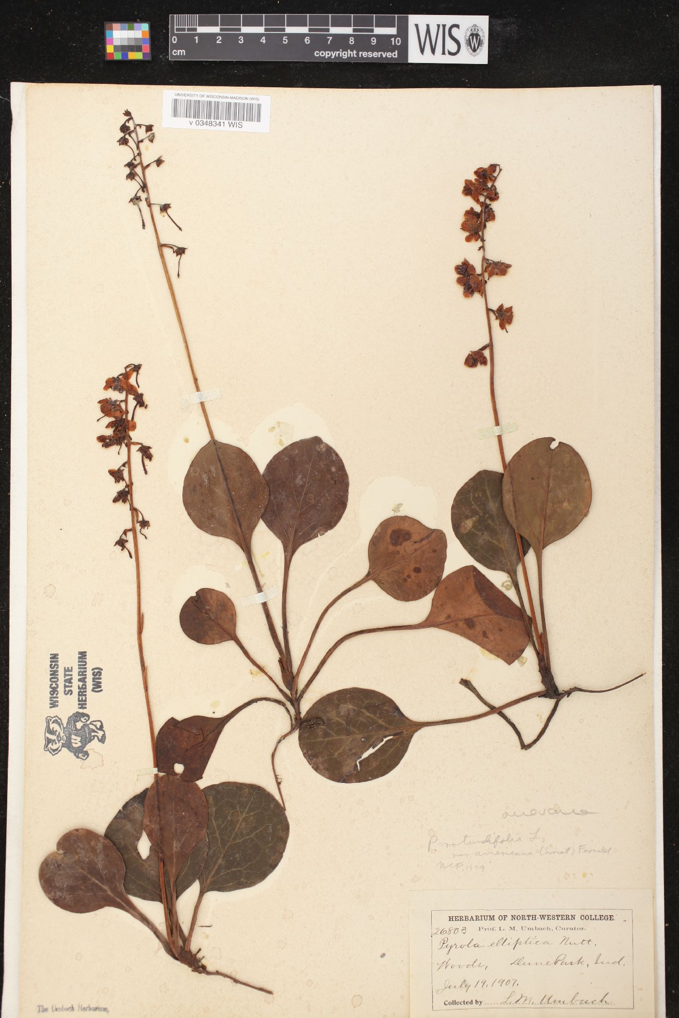 Pyrola rotundifolia image