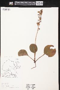 Pyrola americana image