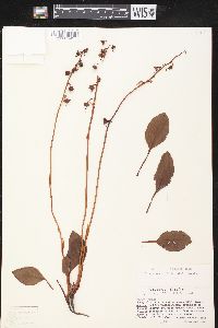 Pyrola angustifolia image