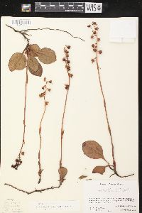 Pyrola angustifolia image