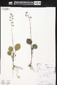 Pyrola japonica image