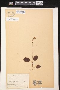 Pyrola minor image