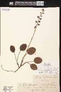 Pyrola rotundifolia image