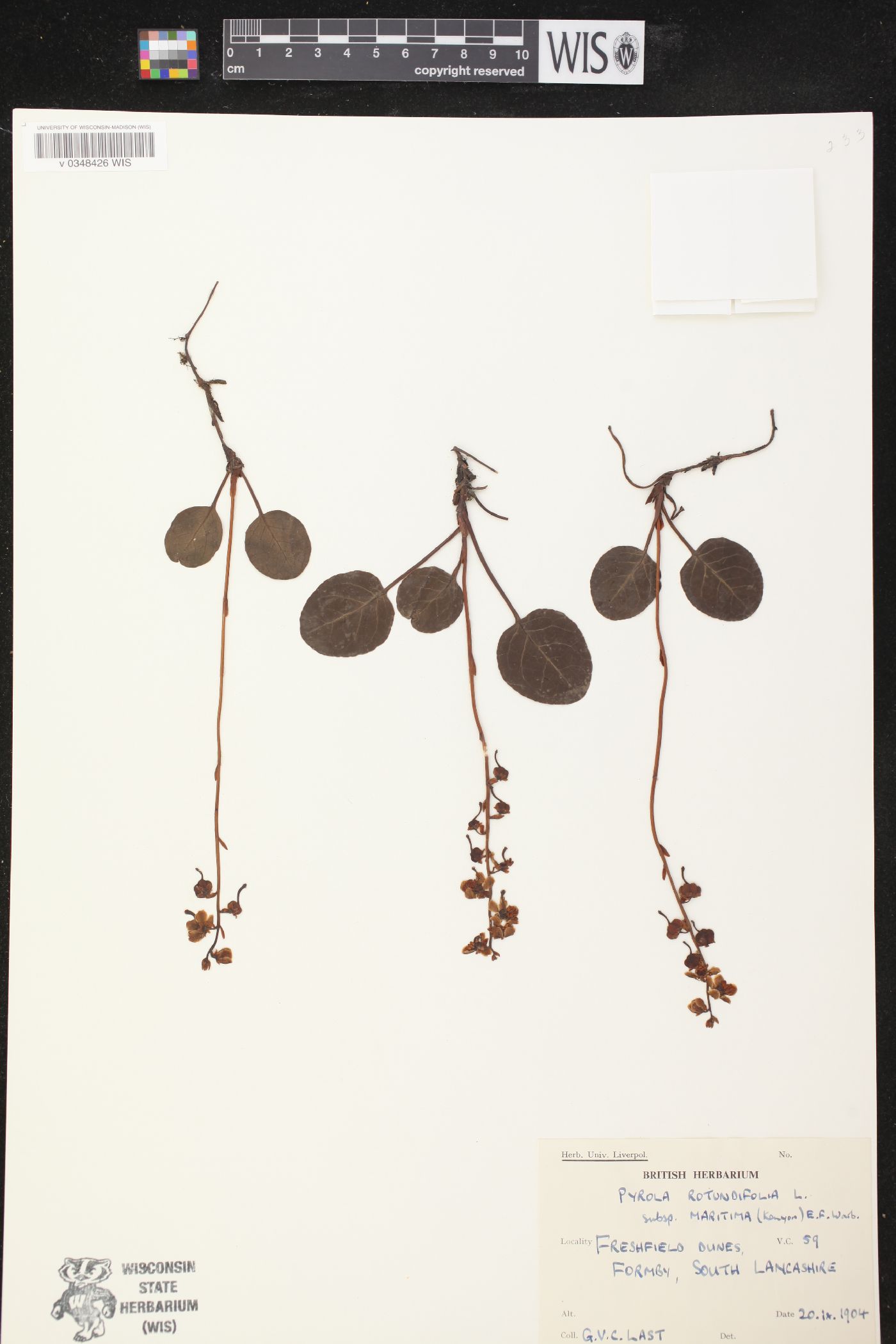 Pyrola rotundifolia subsp. maritima image