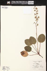 Pyrola rotundifolia subsp. rotundifolia image