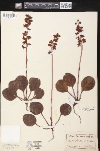 Pyrola rotundifolia image