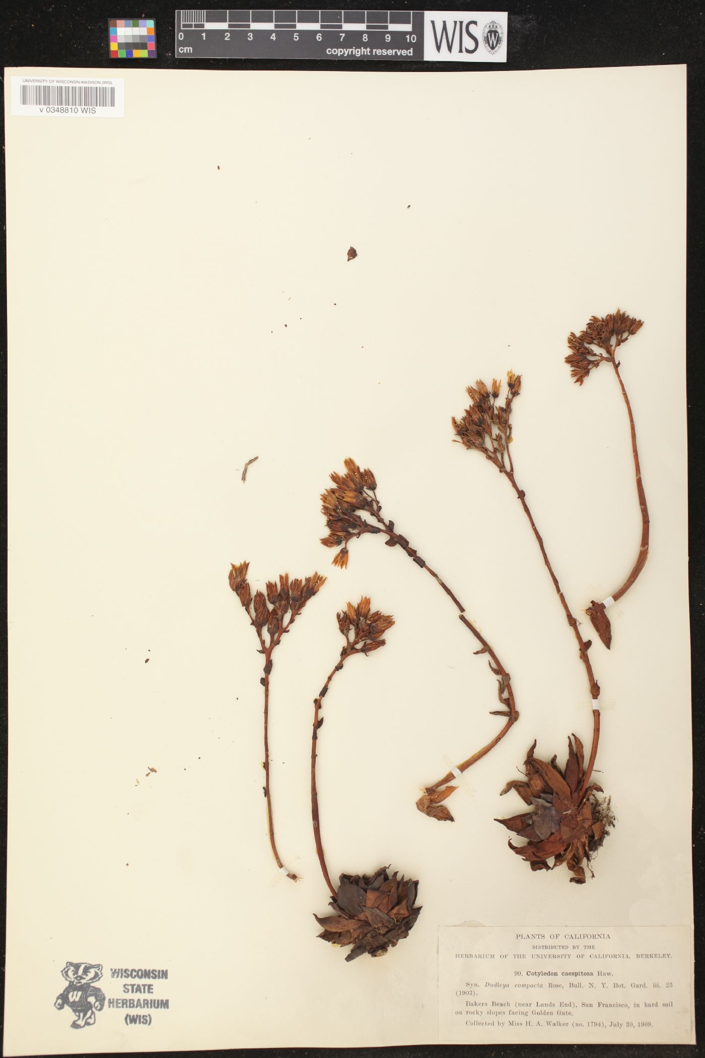 Cotyledon caespitosa image