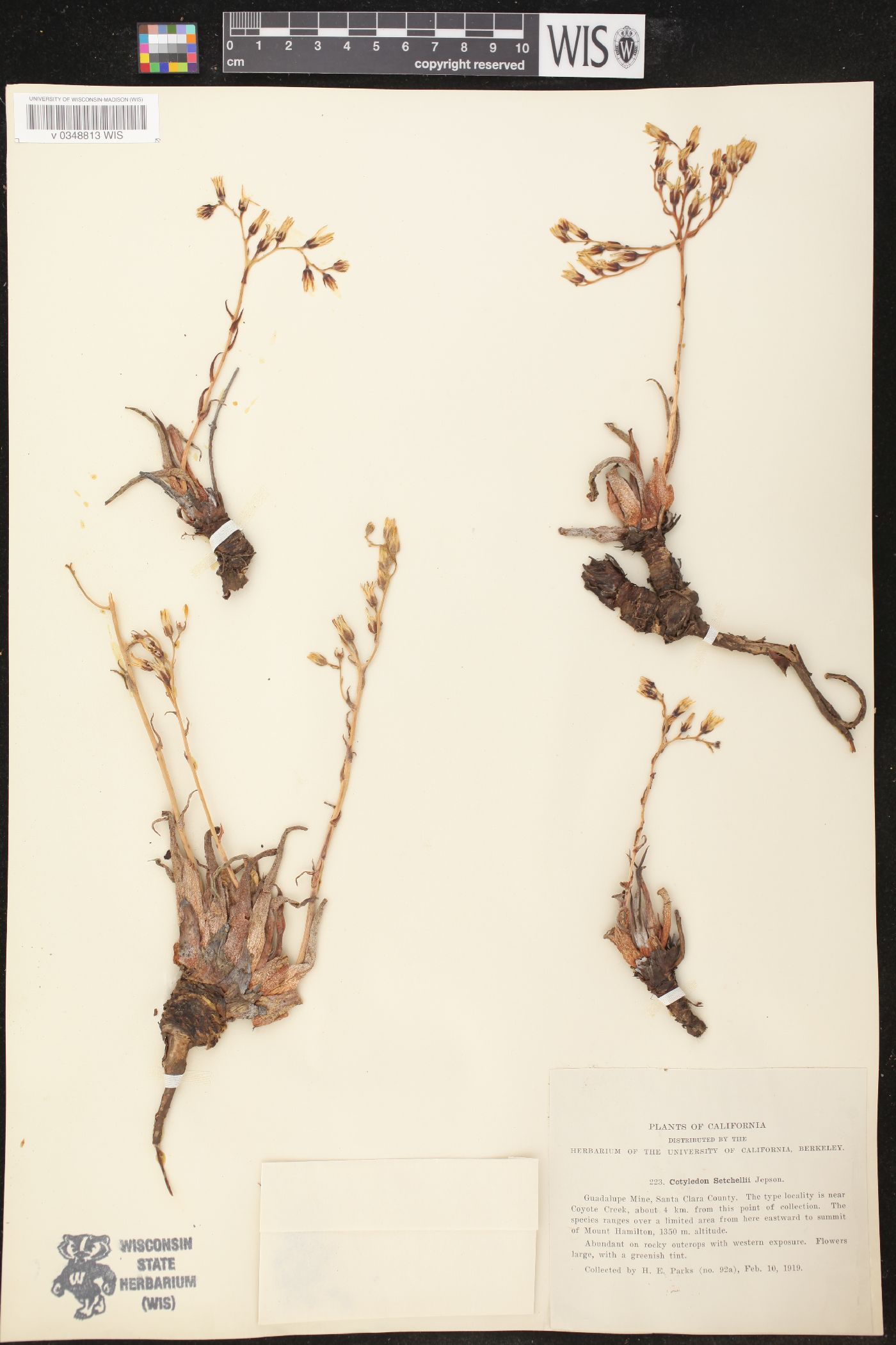 Cotyledon laxa var. setchellii image