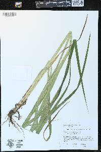 Carex comosa image