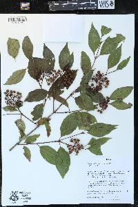 Cornus racemosa image