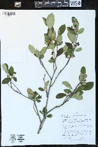 Aronia × prunifolia image