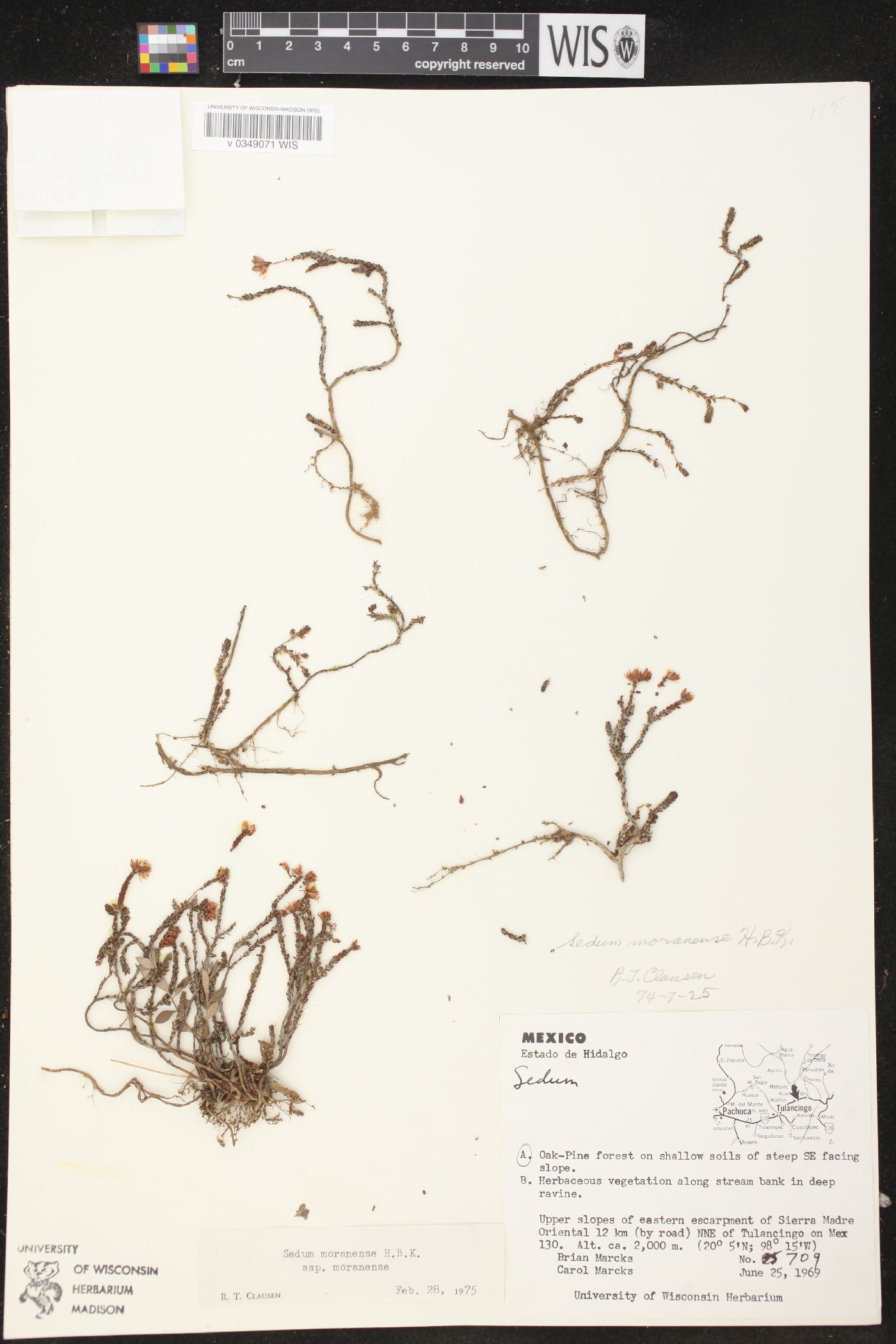 Sedum moranense subsp. moranense image