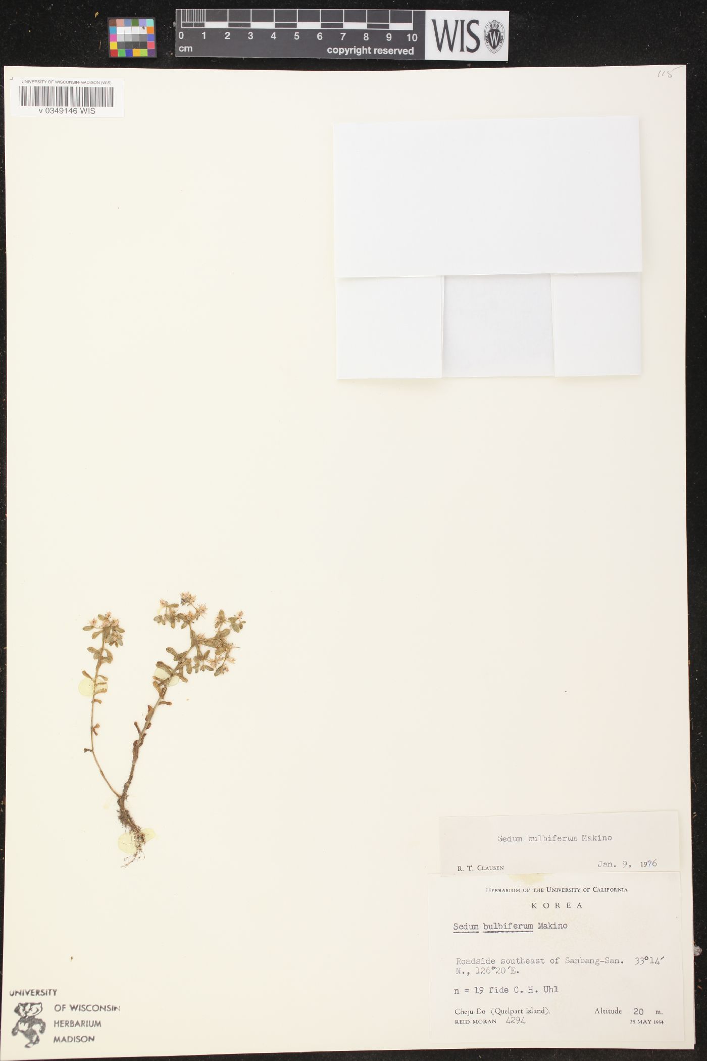 Sedum caeruleum image
