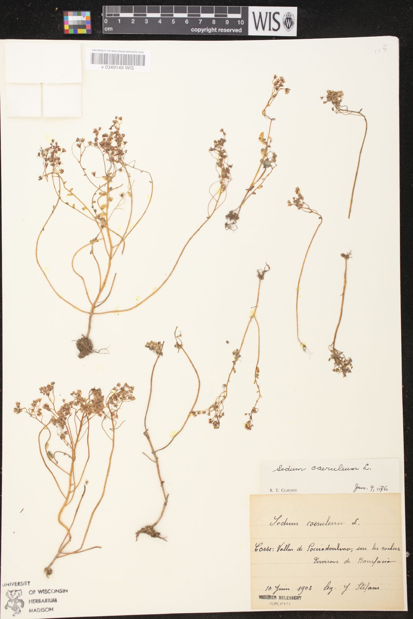 Sedum caeruleum image