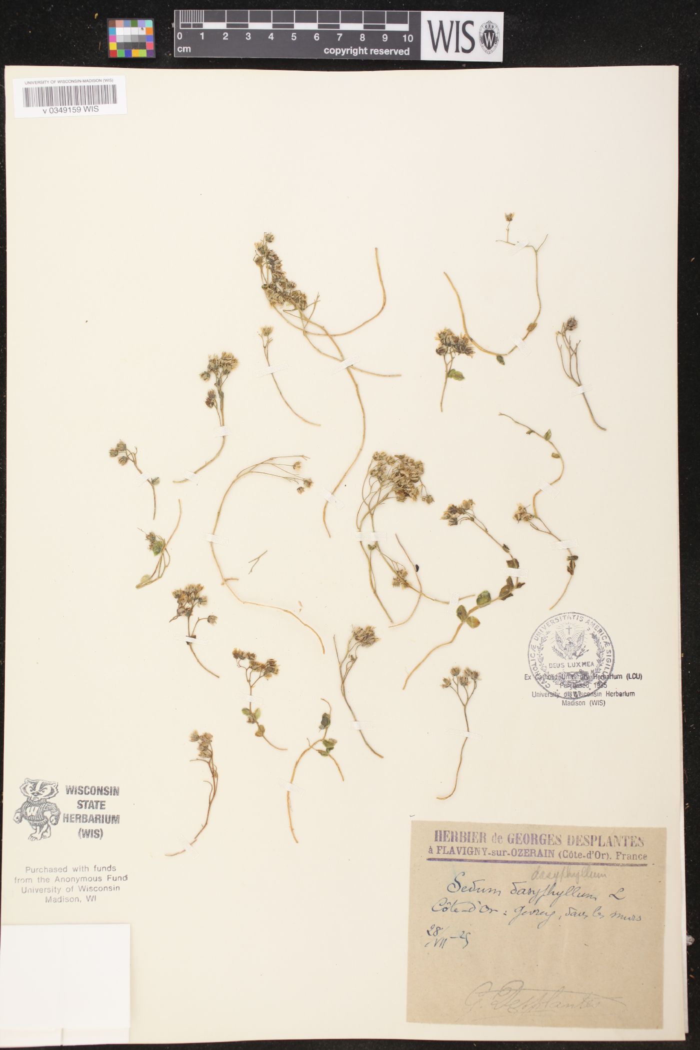 Sedum dasyphyllum image