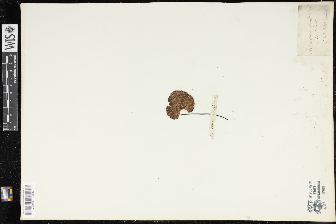 Adiantum reniforme image