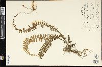 Adiantum caudatum image