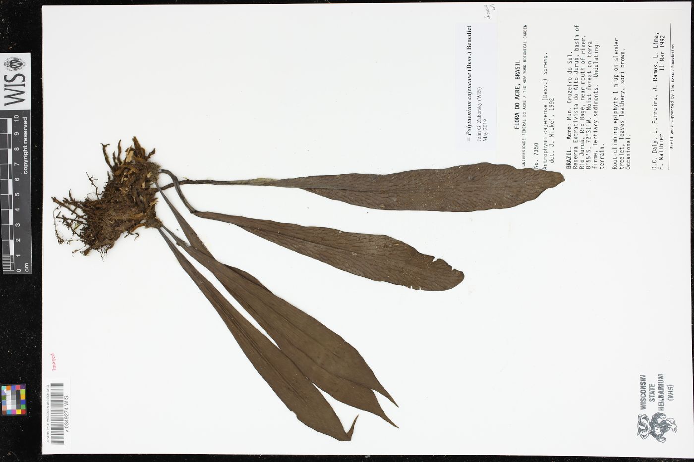 Polytaenium cajenense image