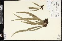 Polytaenium lineatum image