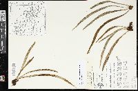 Polytaenium lineatum image